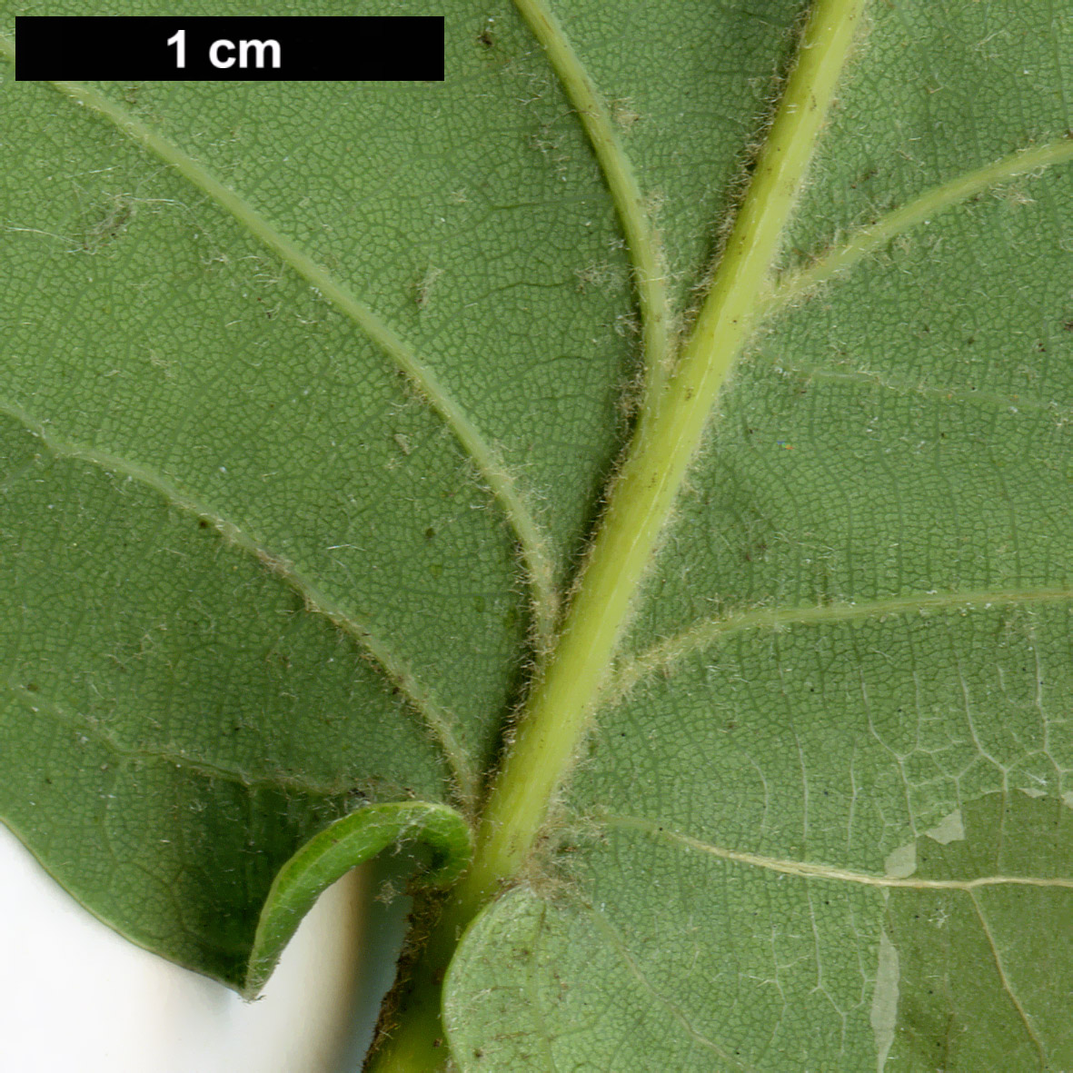 High resolution image: Family: Fagaceae - Genus: Quercus - Taxon: ×carrissoana (Q.canariensis × Q.robur subsp. estremadurensis)